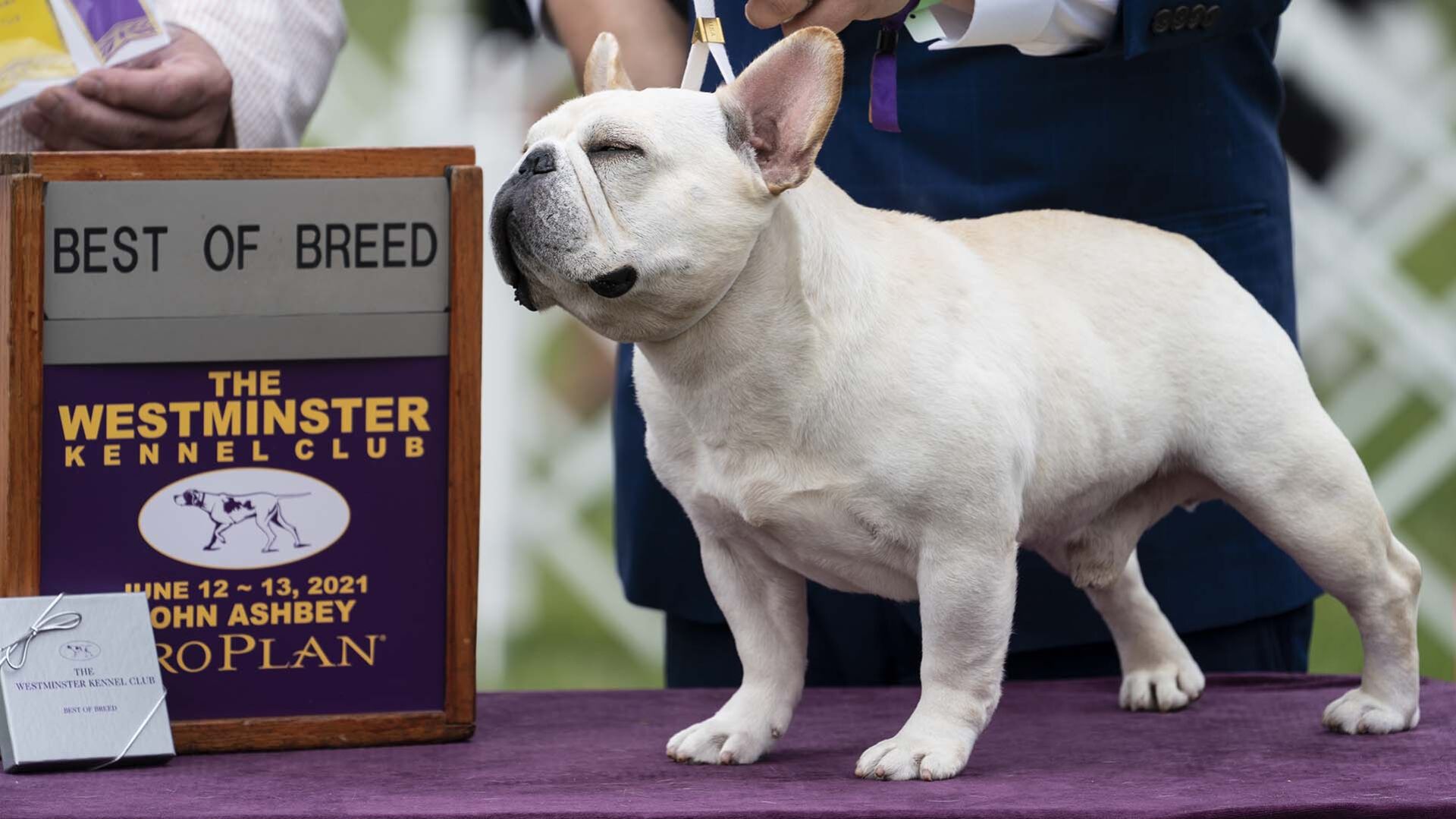 Westminster Dog Show